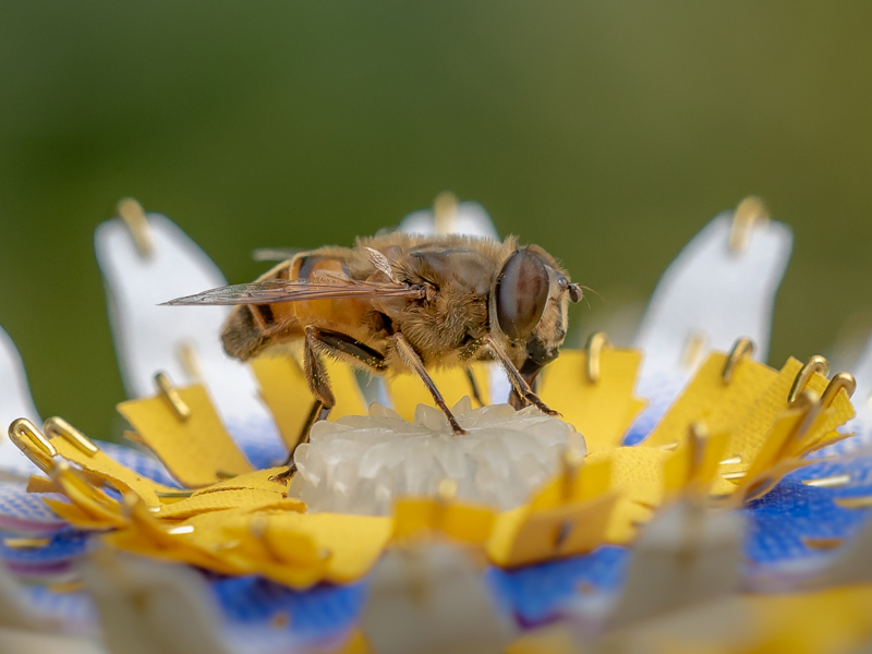 Design and bees: Creating wild habitats - The Design Writer
